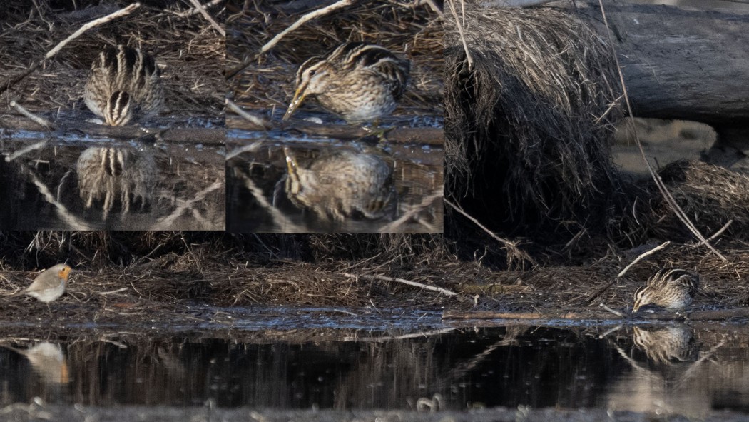 Common Snipe