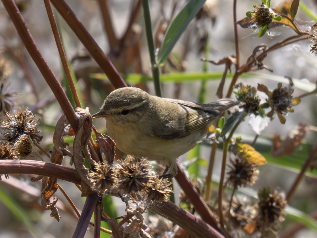 Common Chiffchaff