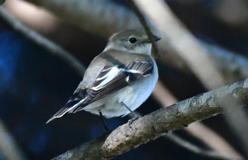 Semicollared Flycatcher