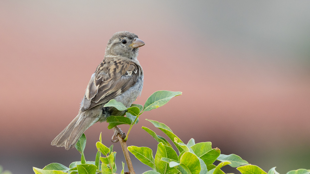 House Sparrow