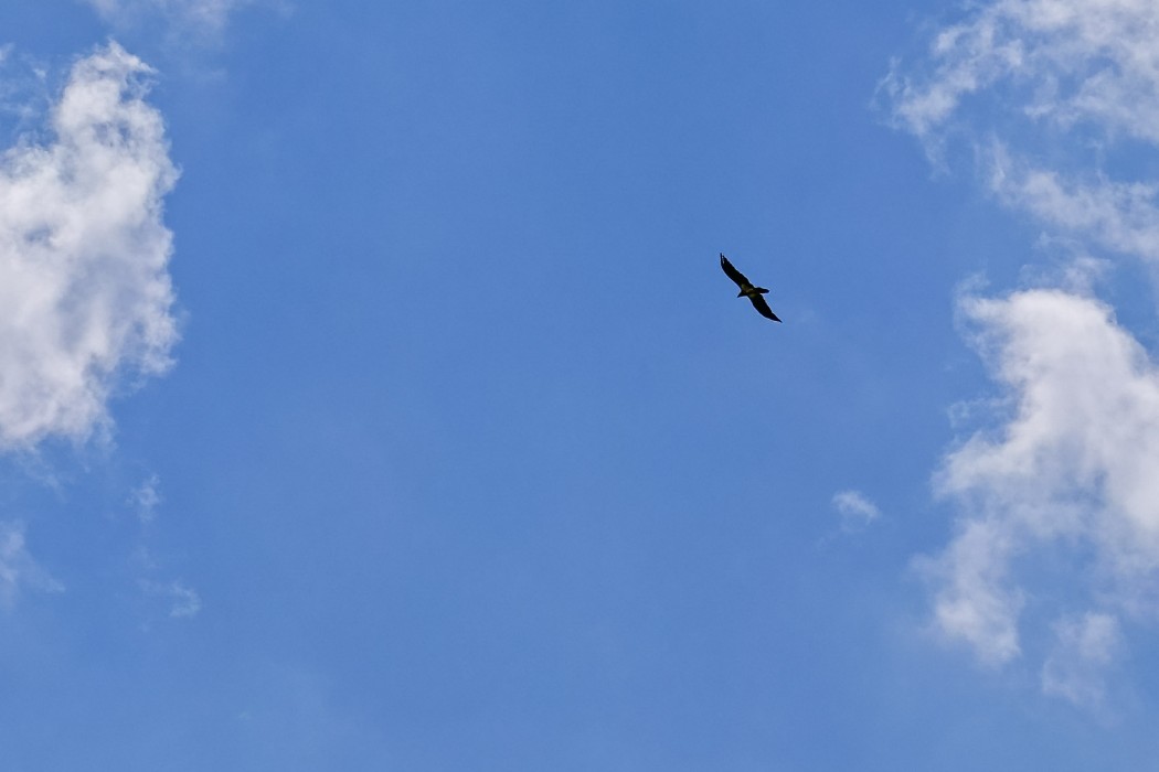 Bearded Vulture