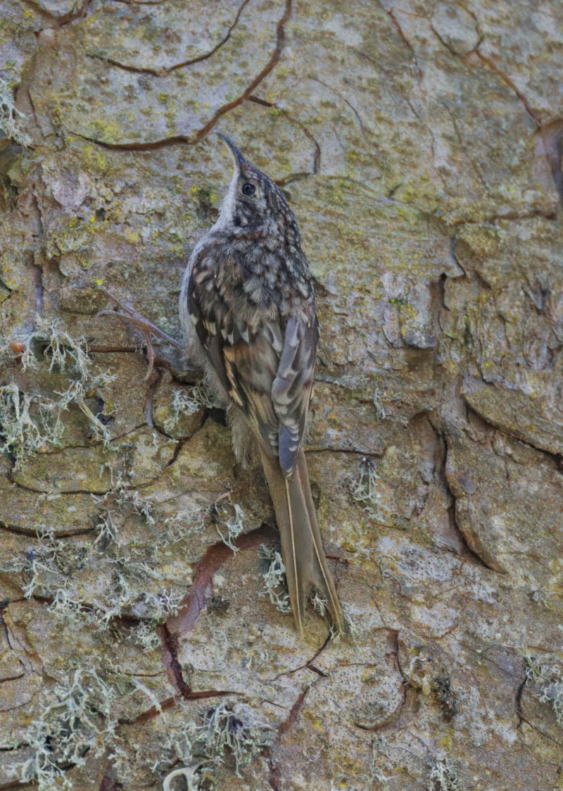 Eurasian Treecreeper
