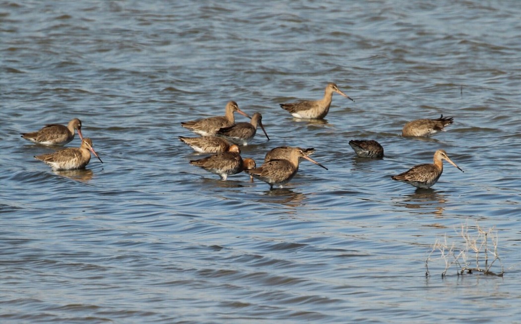Black-tailed Godwit