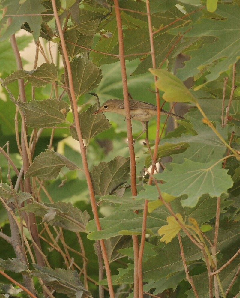 Upcher`s Warbler