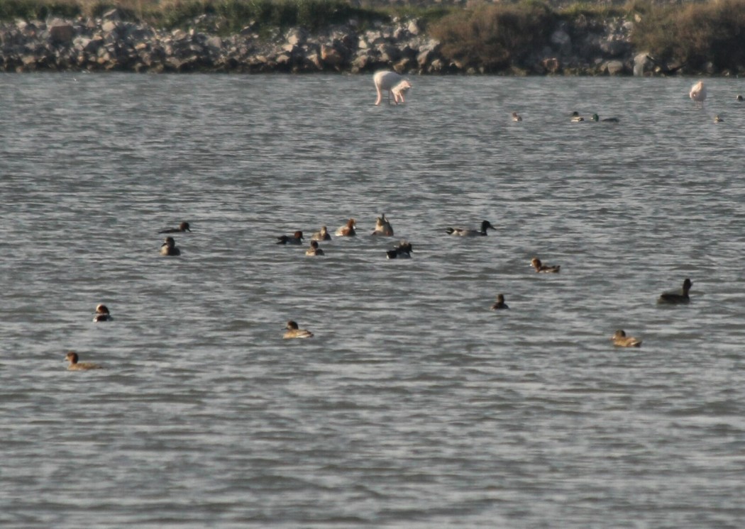 Eurasian Wigeon