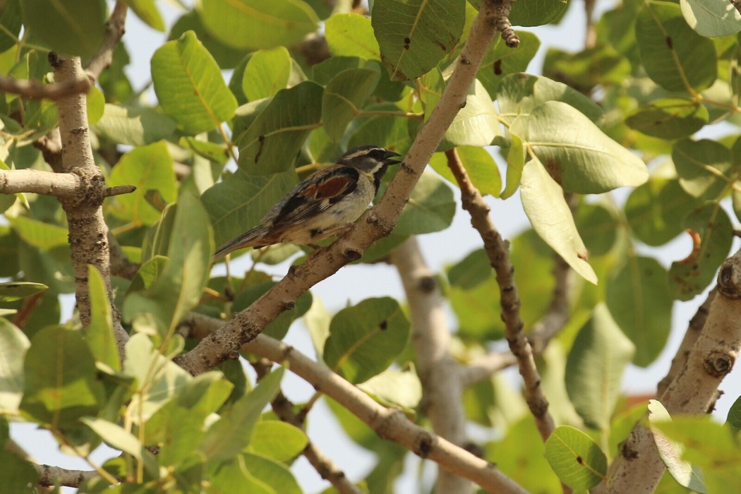 Dead Sea Sparrow