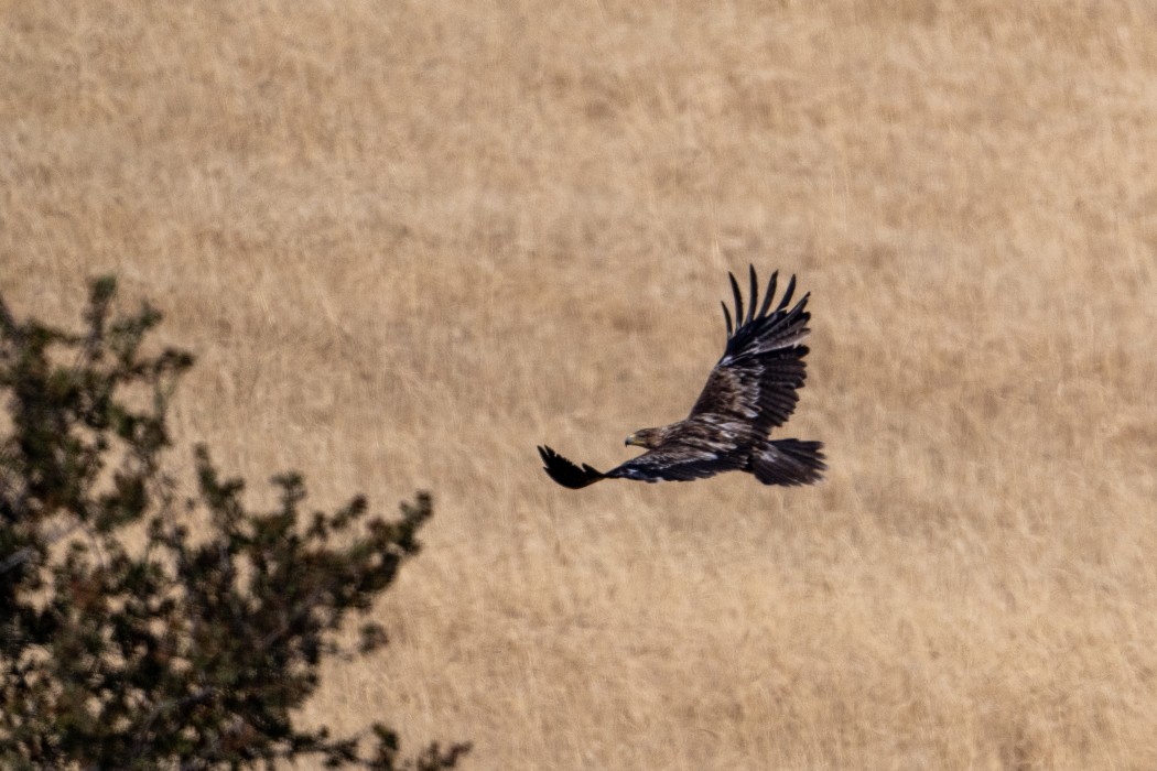Eastern Imperial Eagle