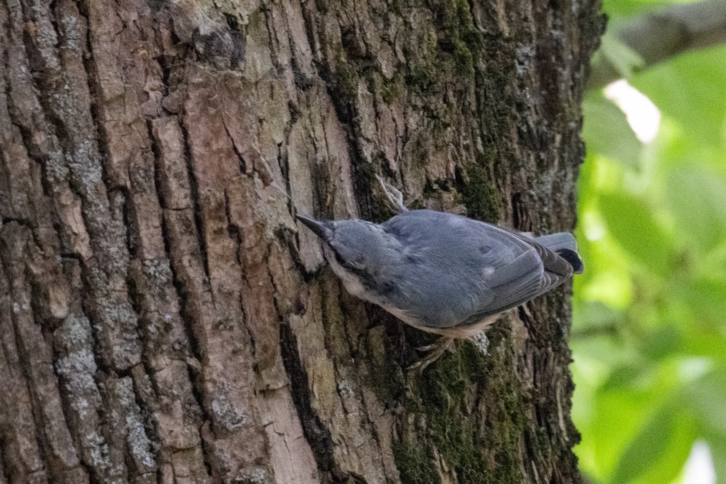 Eurasian Nuthatch