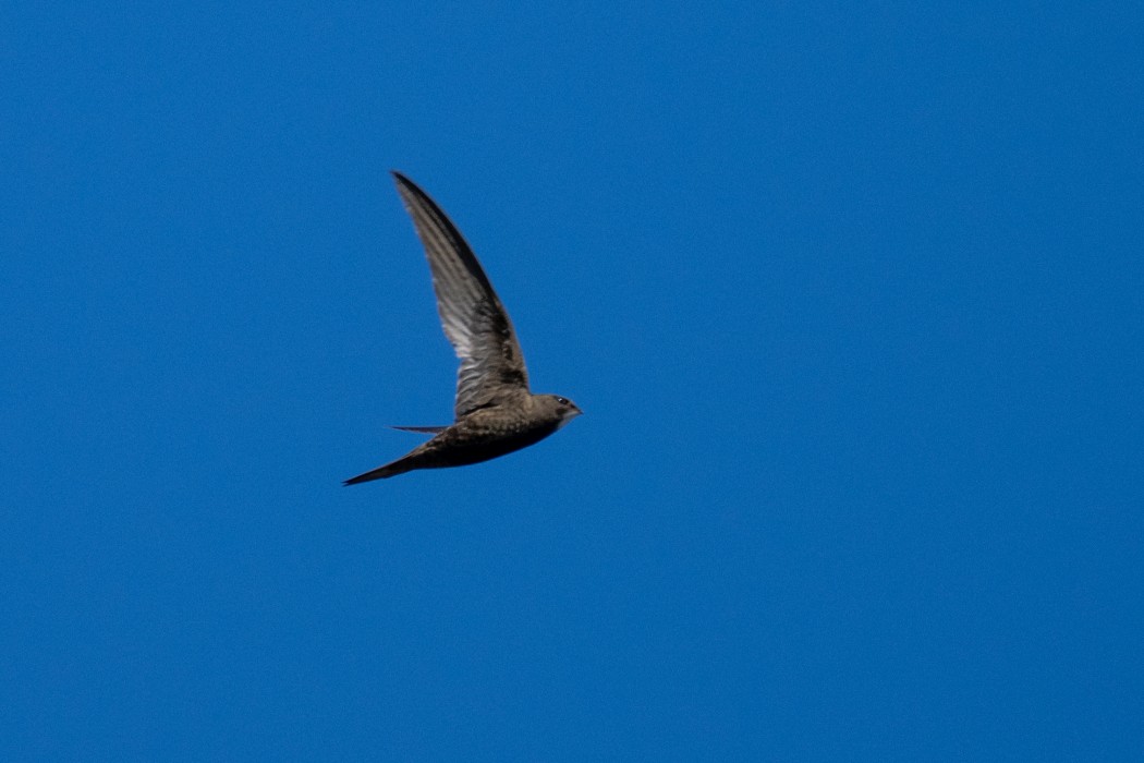Common Swift