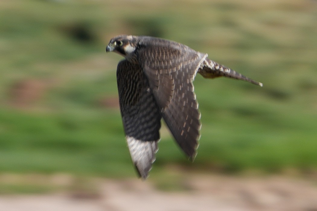 Peregrine Falcon