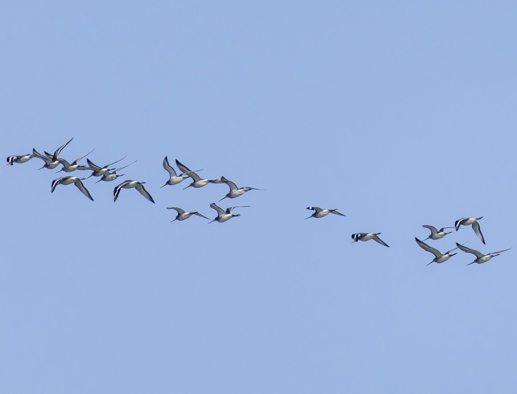 Black-tailed Godwit