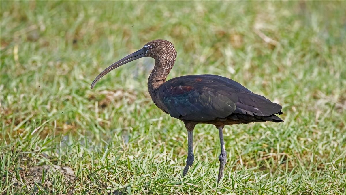 Glossy Ibis