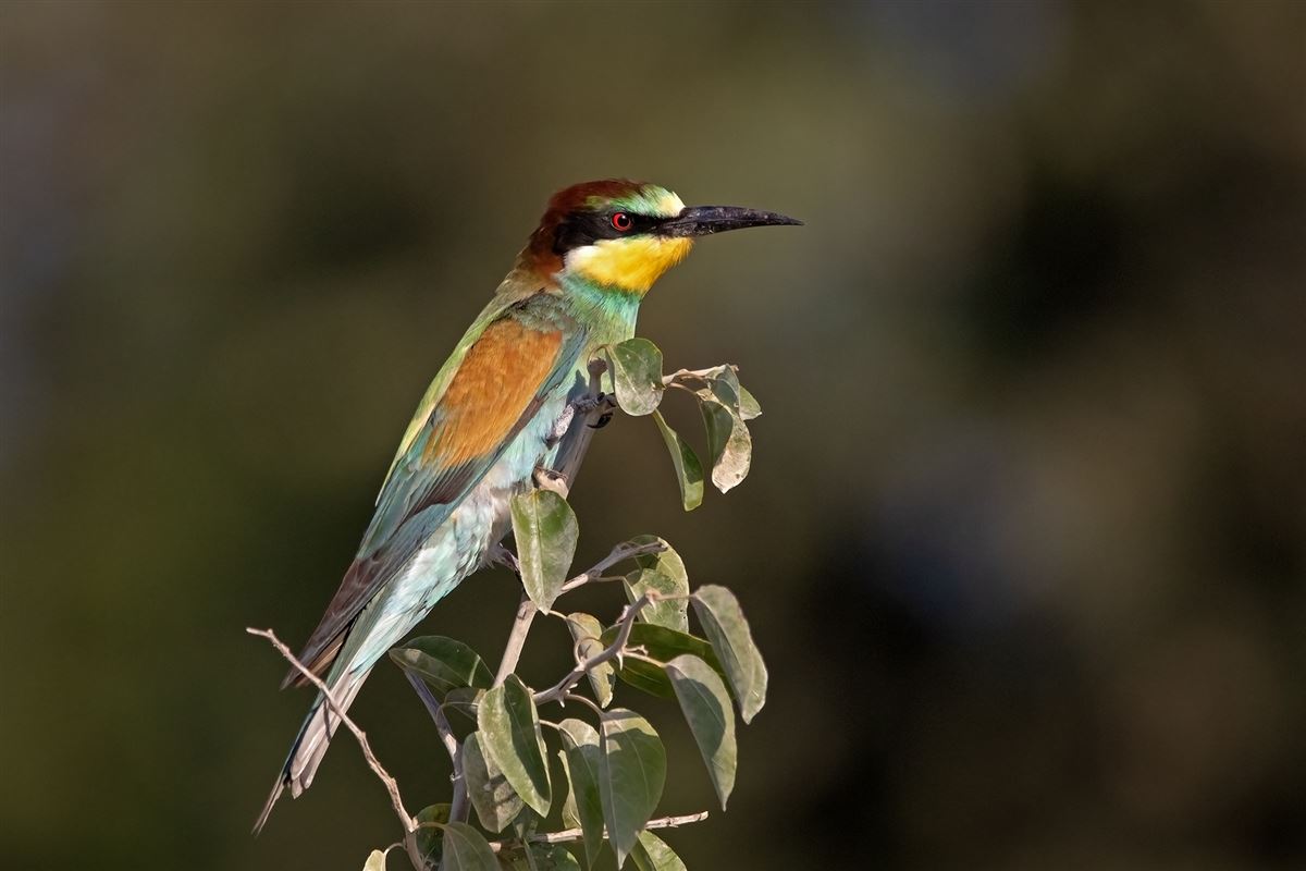 European Bee-eater