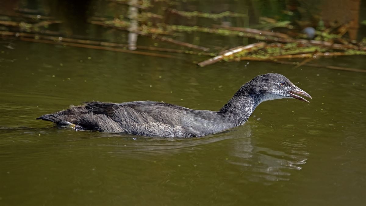 Eurasian Coot
