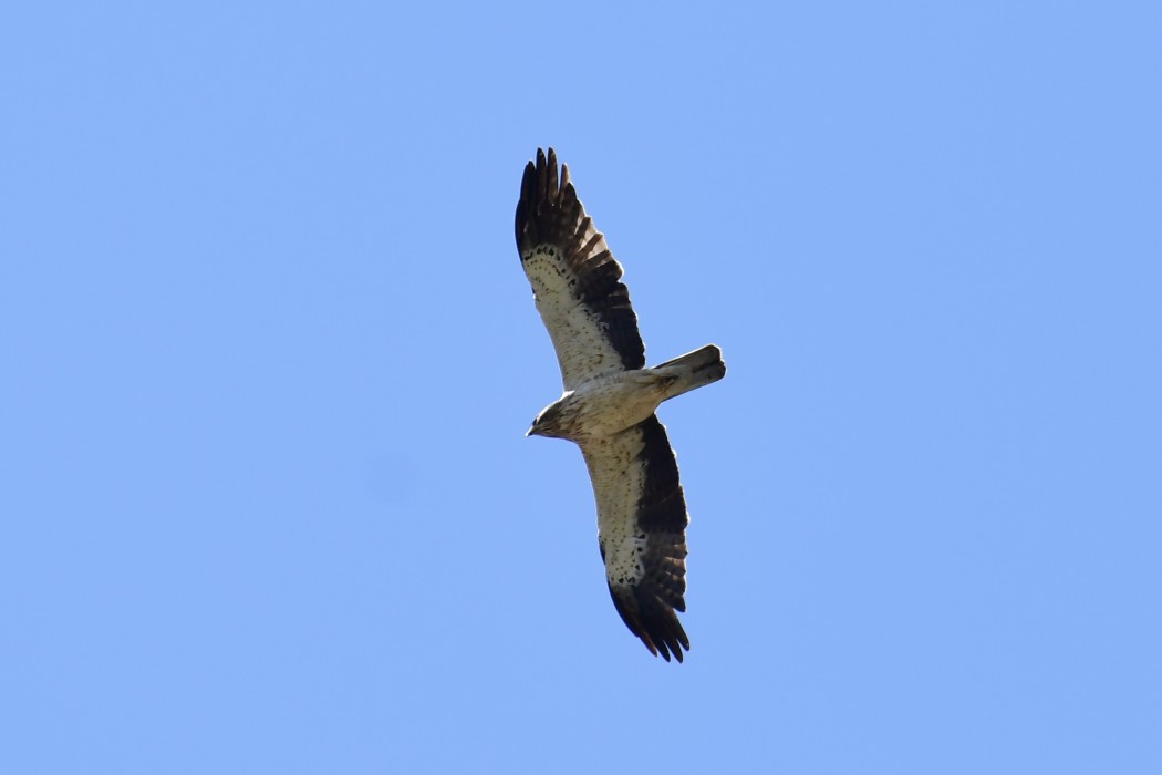 Booted Eagle