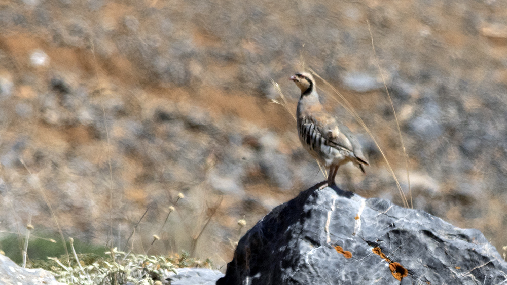 Chukar Partridge