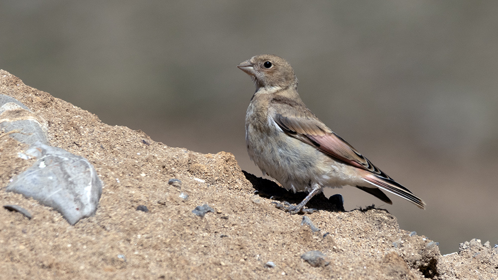 Crimson-winged Finch