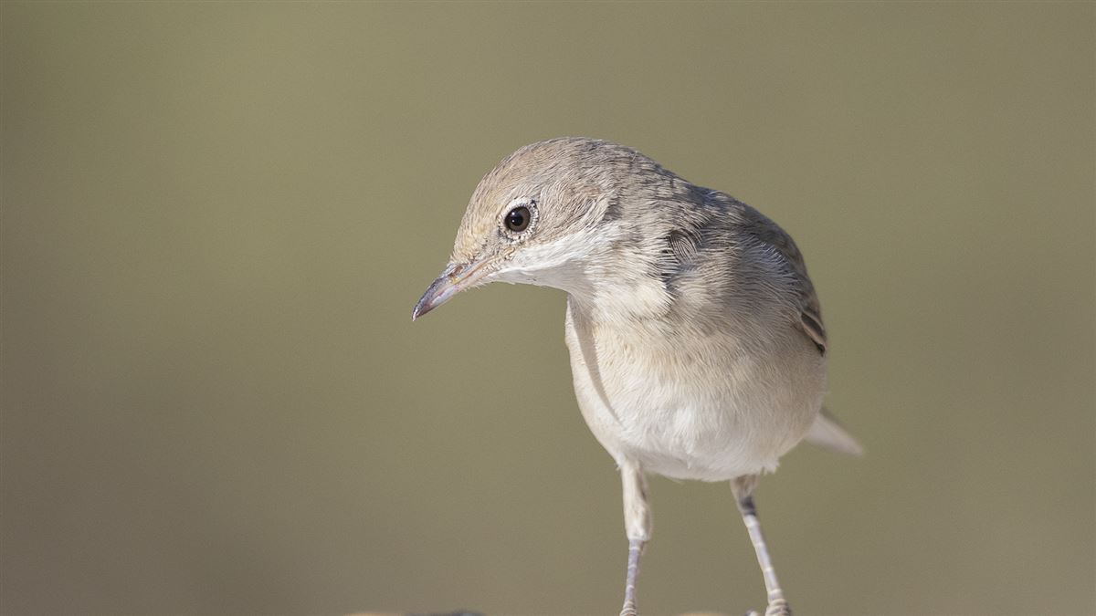 Common Whitethroat