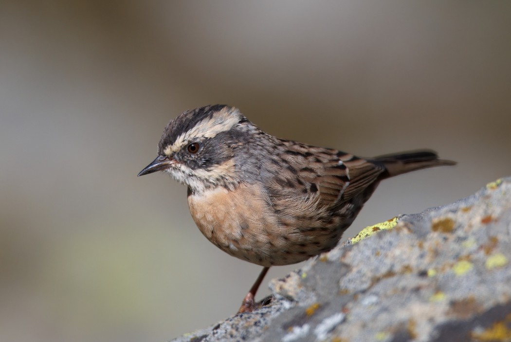 Radde`s Accentor