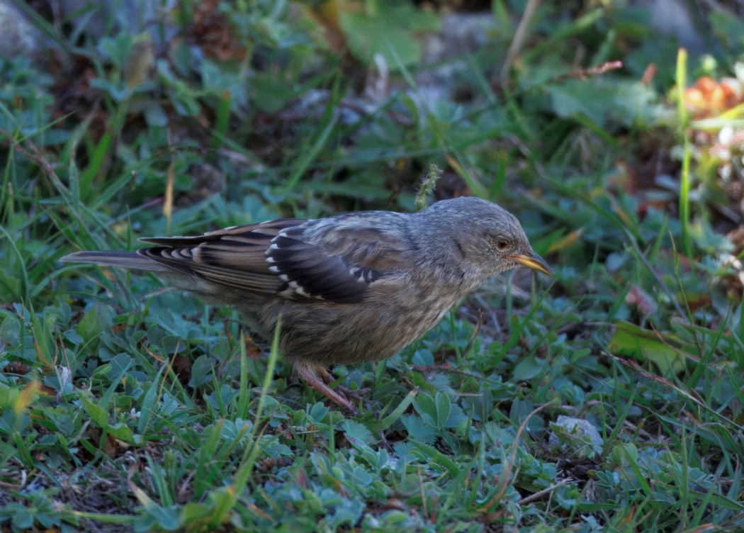 Alpine Accentor