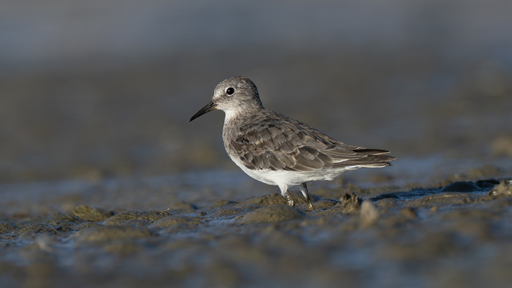 Temminck`s Stint