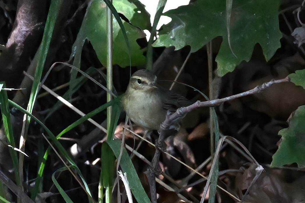 Willow Warbler