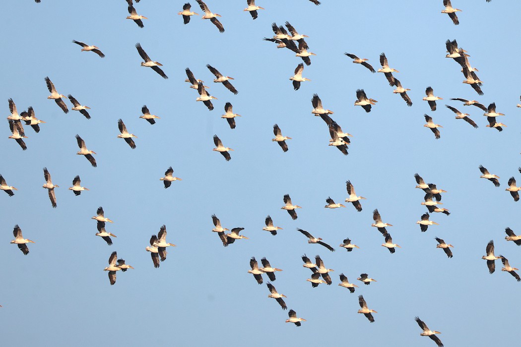Great White Pelican
