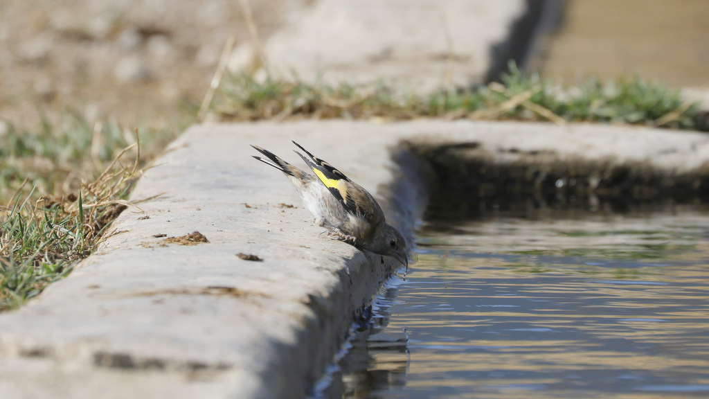 European Goldfinch