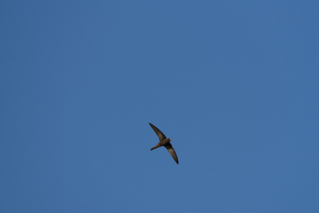 Common Swift