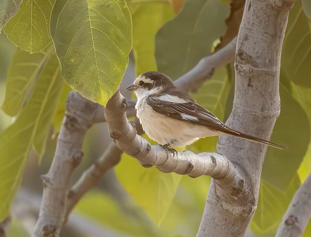 Masked Shrike