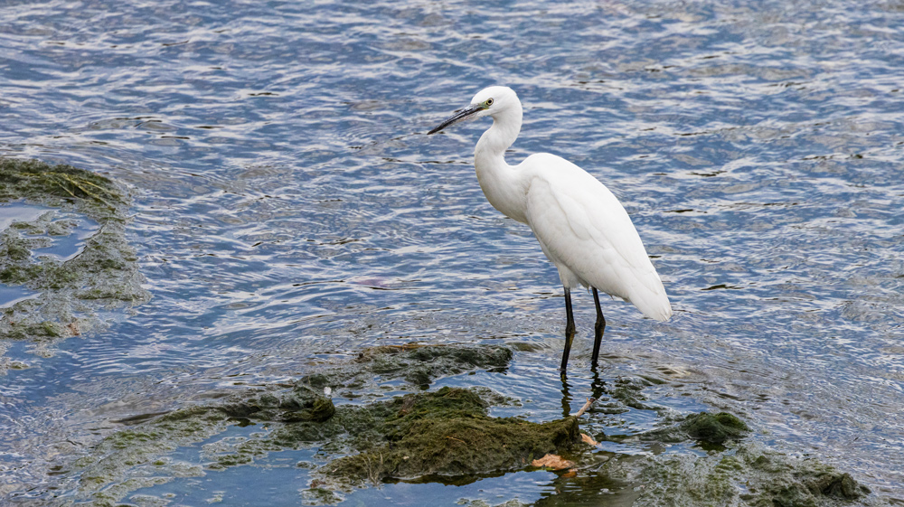 Little Egret