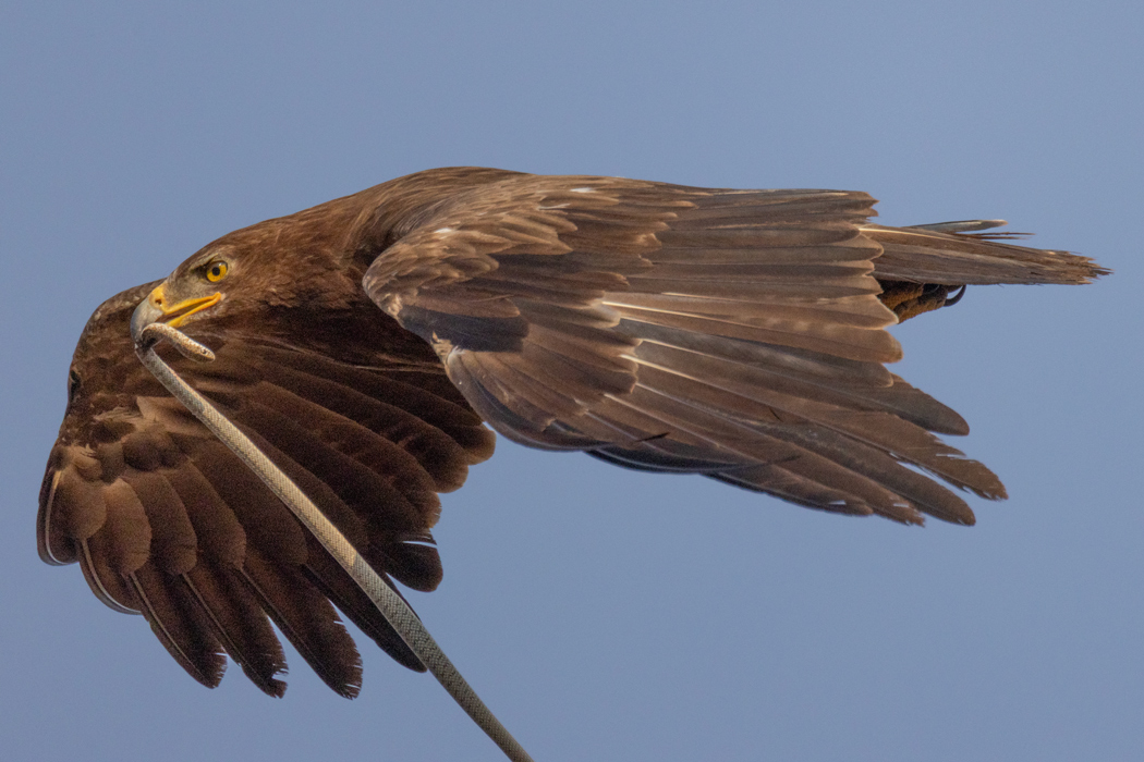 Lesser Spotted Eagle