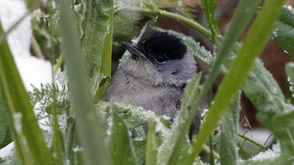Eurasian Blackcap