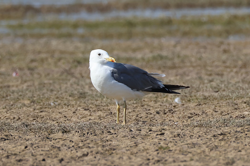 Lesser Black-backed Gull