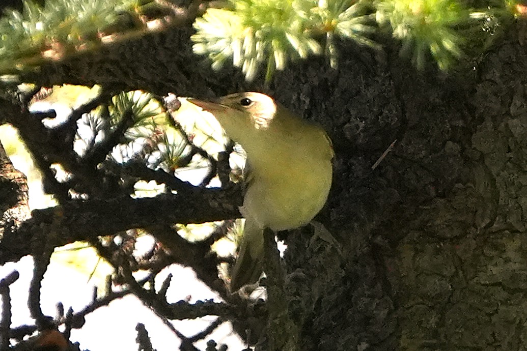 Icterine Warbler