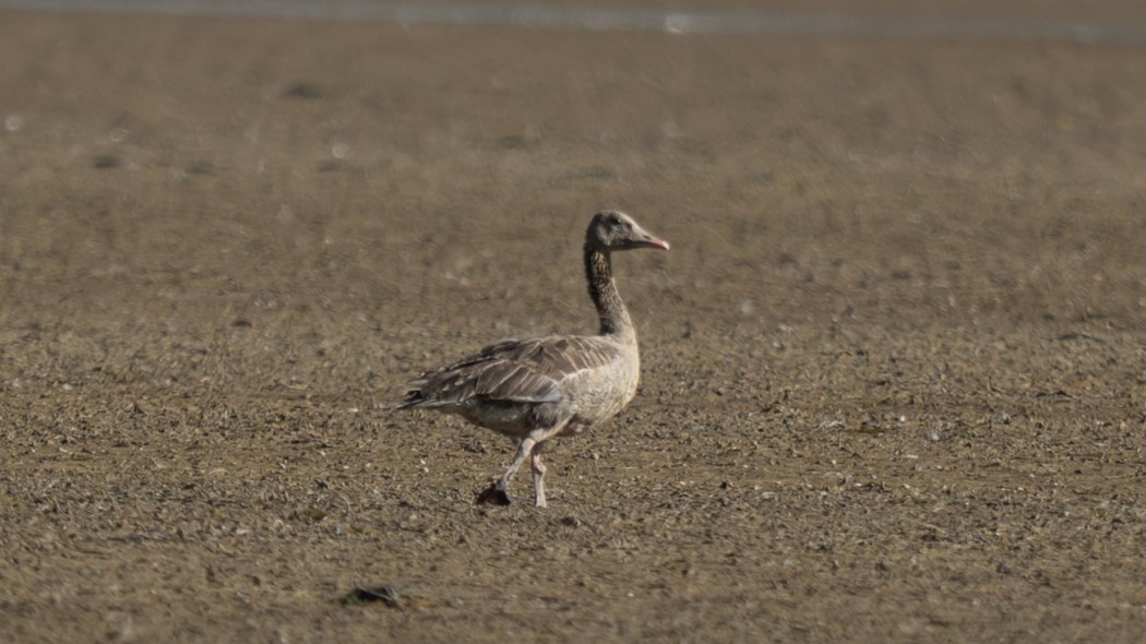 Greylag Goose