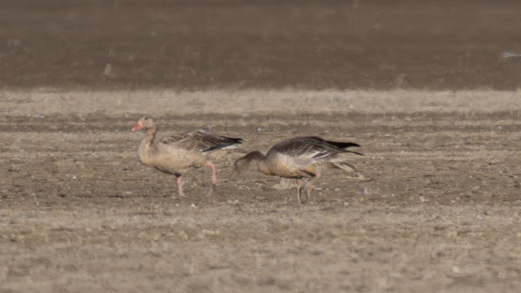 Greylag Goose