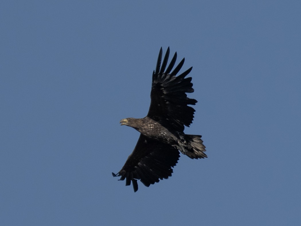 White-tailed Eagle