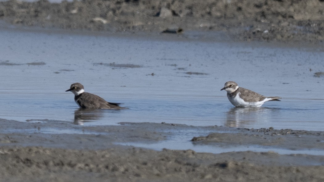 Little Ringed Plover