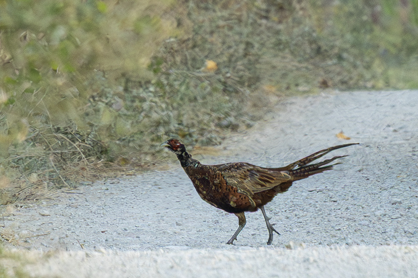 Common Pheasant