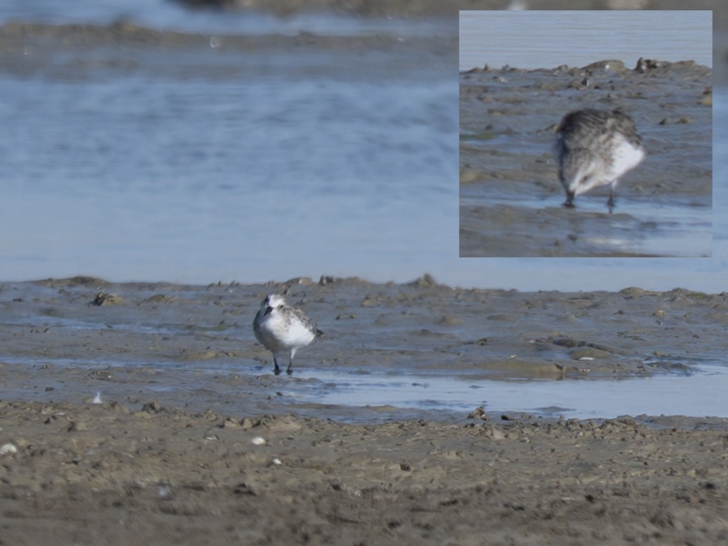 Sanderling