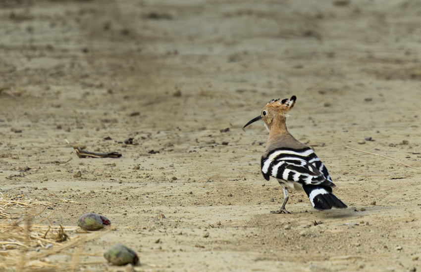 Common Hoopoe