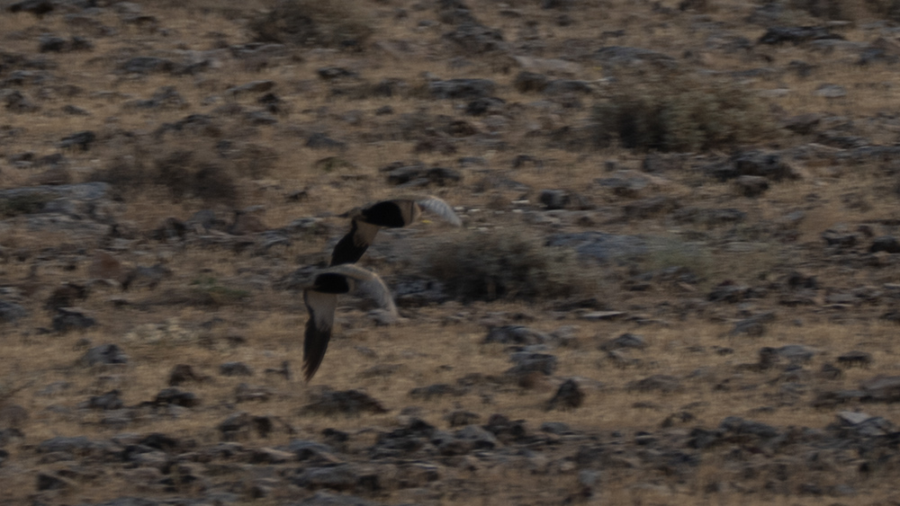 Black-bellied Sandgrouse