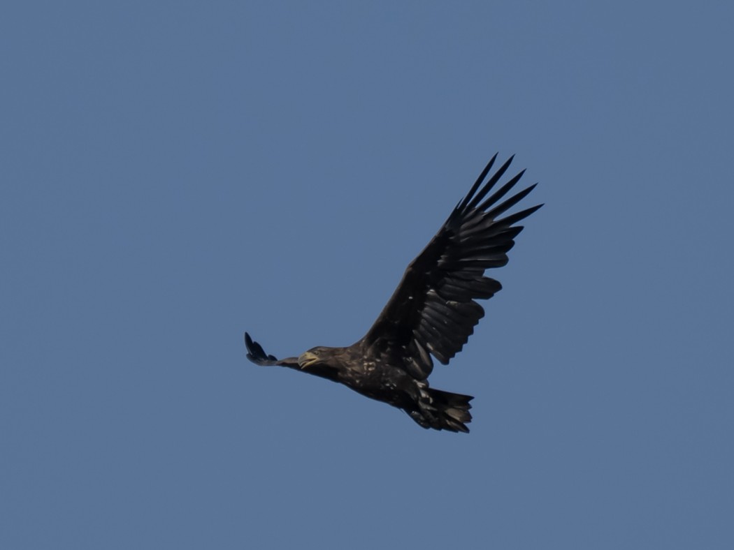 White-tailed Eagle