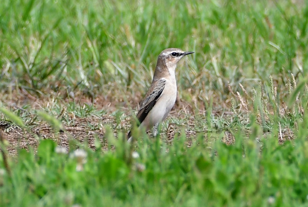 Northern Wheatear