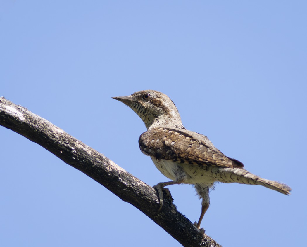 Eurasian Wryneck