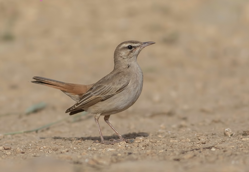 Rufous-tailed Scrub Robin