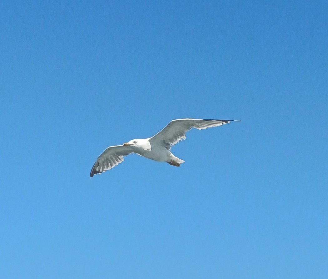 Yellow-legged Gull