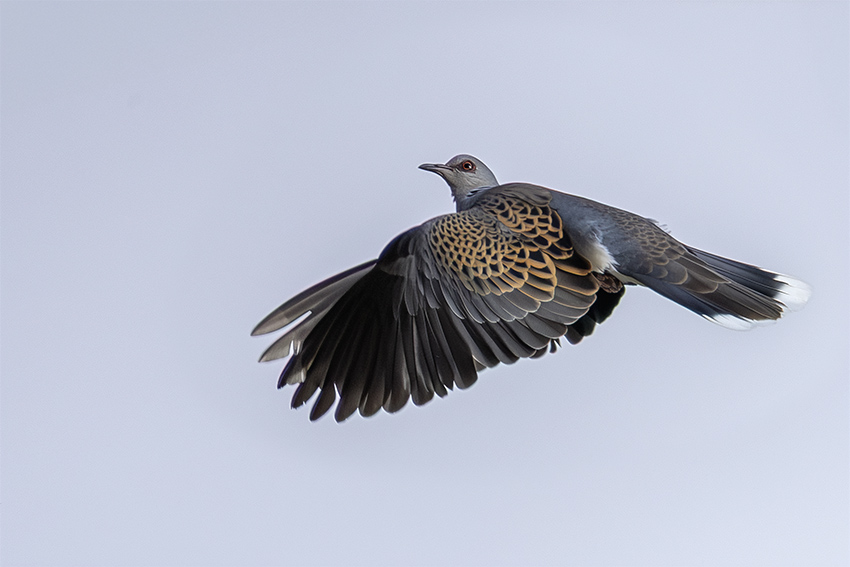 European Turtle Dove