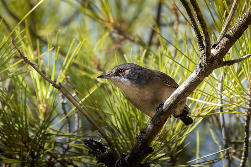 Sardinian Warbler
